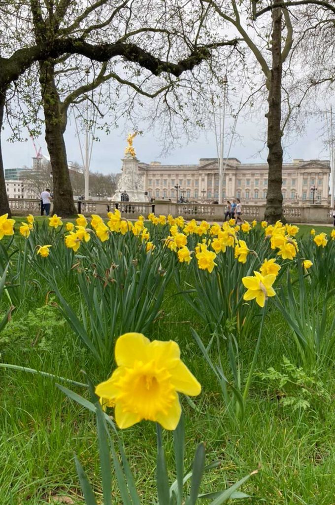A carpet of yellow daffodils with a distant view of the crowds outside buckingham palace