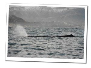 Spray emanates from the blow hill of a whale as it surfaces on a rippling lake with a dramatic mountain backdrop