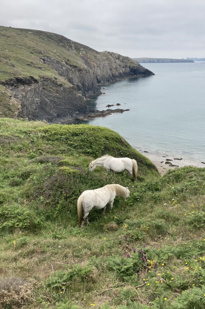 Two white ponies grazing on a hillside overlooking a small sandy beach by craggy rocks