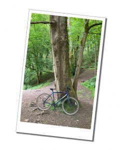 A lone blue bicycle leaning against a tree in a lush green forest in the English countryside