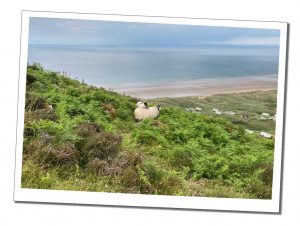 Two sheep semi hidden amongst the ferns and heather overlooking a sandy bay and caravan park