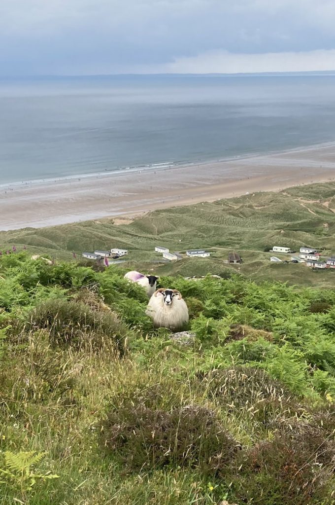 Two sheep semi hidden amongst the ferns and heather overlooking a sandy bay and caravan park
