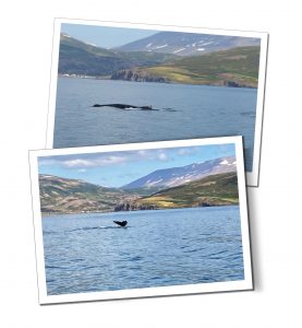 The tip of a whales tale and side as it swims in a large mountain flanked lake