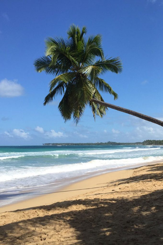 Lone palm tree jutting at a 45 degree angle across a sandy beach with a white surf on a turquoise sea