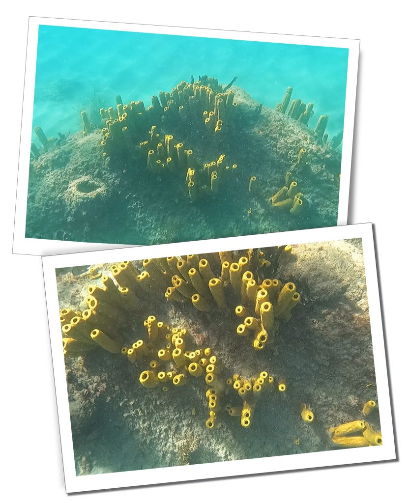 Two underwater views of yellow tube shaped coral and rocks