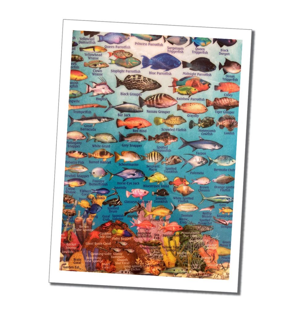 A poster of brightly coloured tropical fish