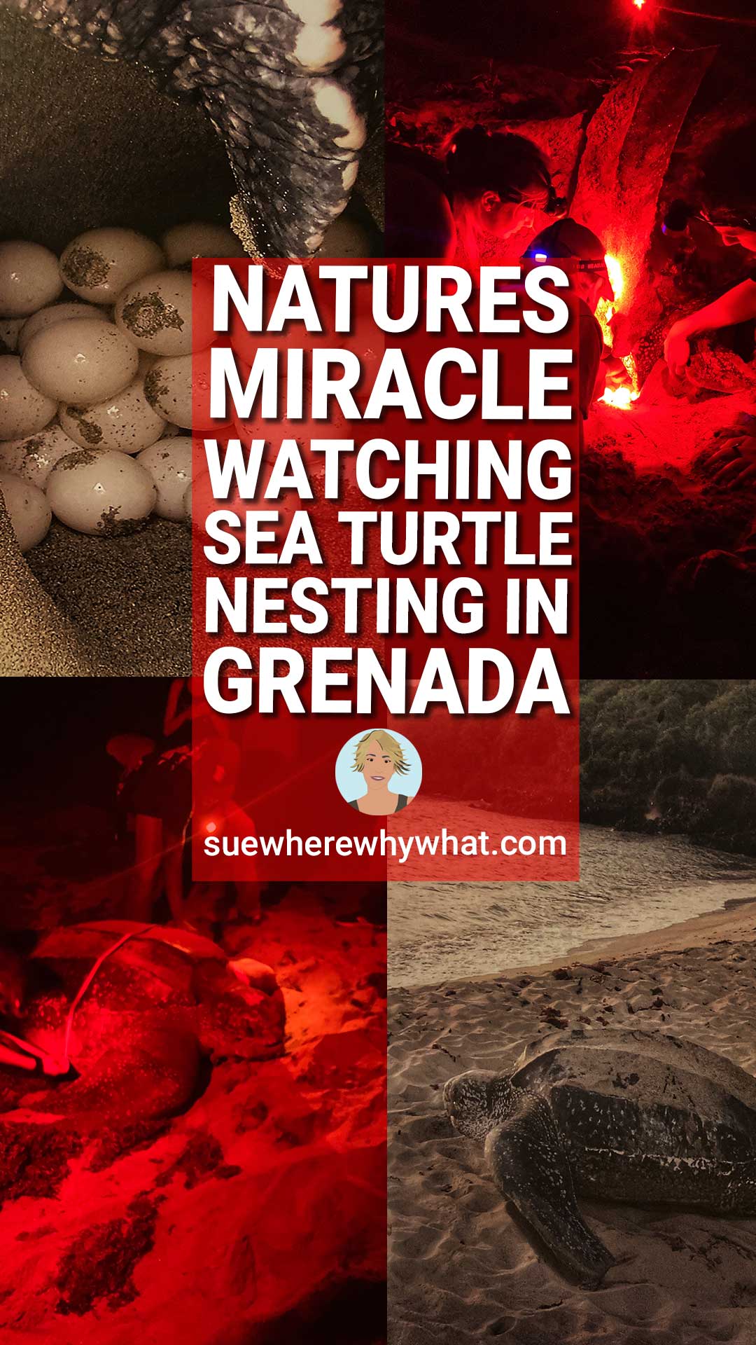Natures Miracle: Watching Sea Turtle Nesting on Levera Beach Grenada