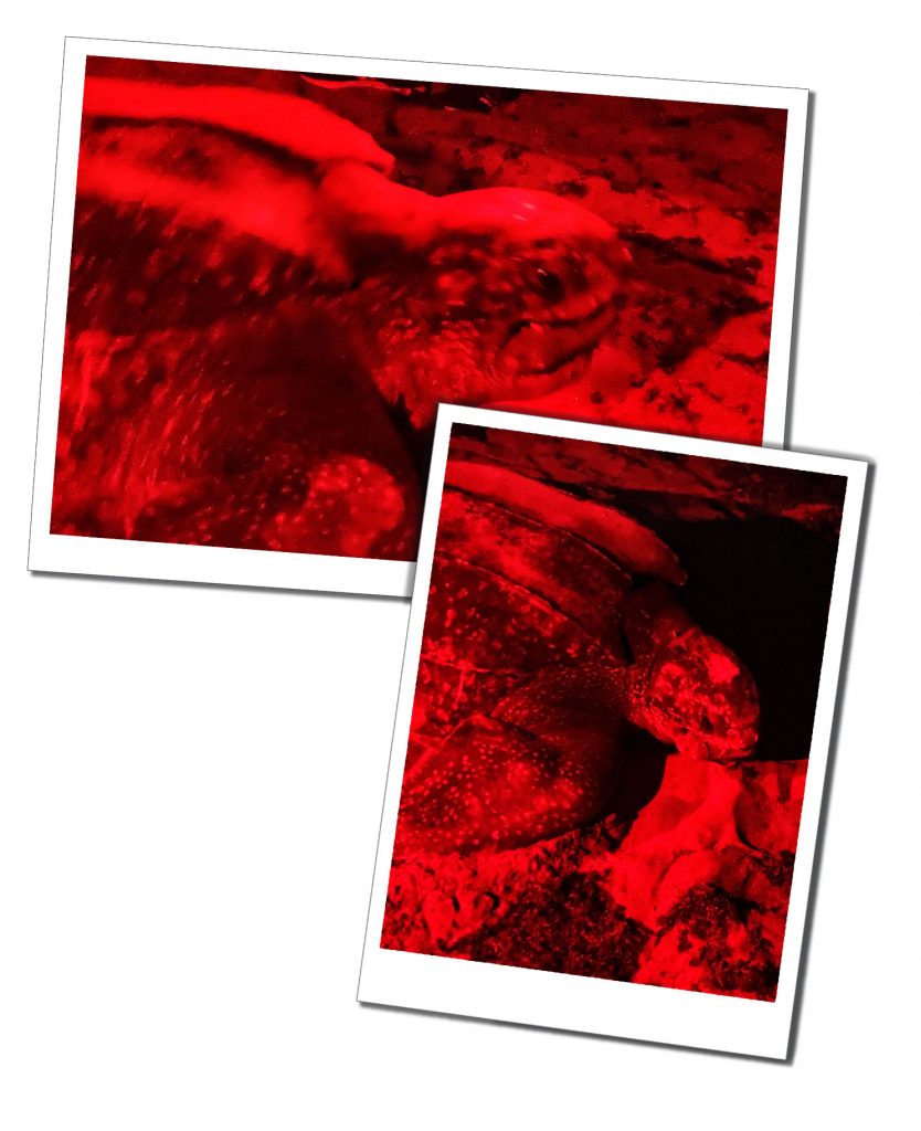 Natures Miracle: Watching Sea Turtle Nesting on Levera Beach Grenada