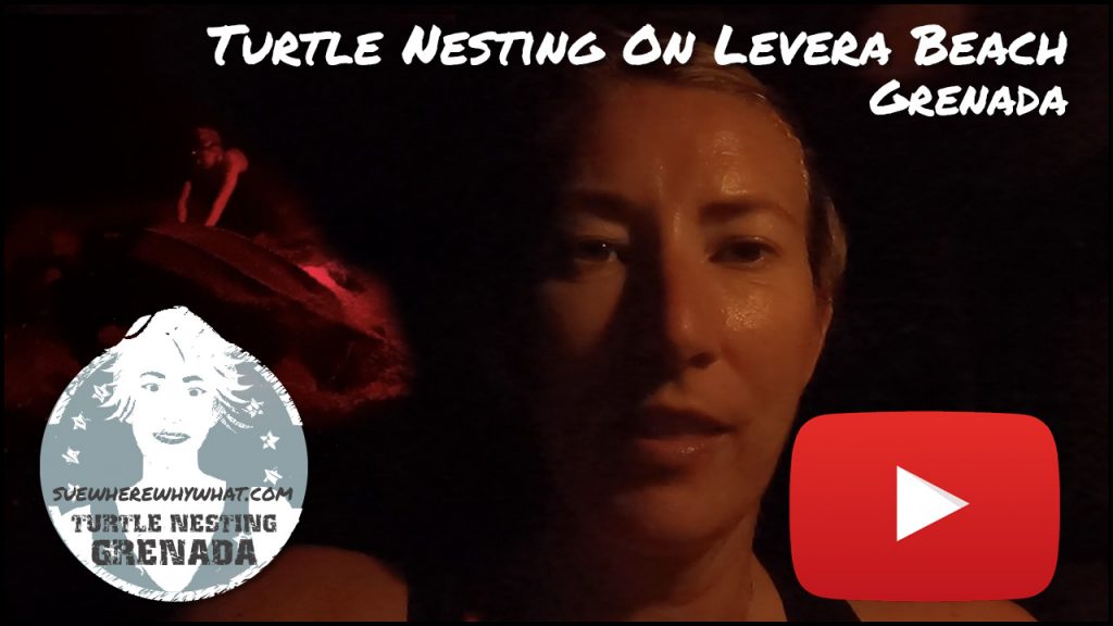 A blonde woman in a dark setting with a person over her shoulder crouching over a beached sea turtle in the dark with white text overlay and red YouTube button