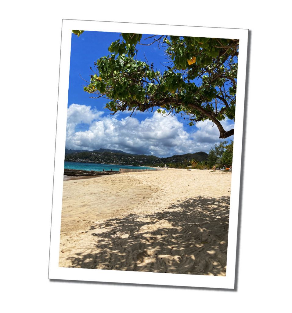 A view of a beautiful golden beach and a tree in the foreground