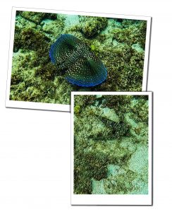 Underwater photo of the winged gurnard fish with it's blue wings extended