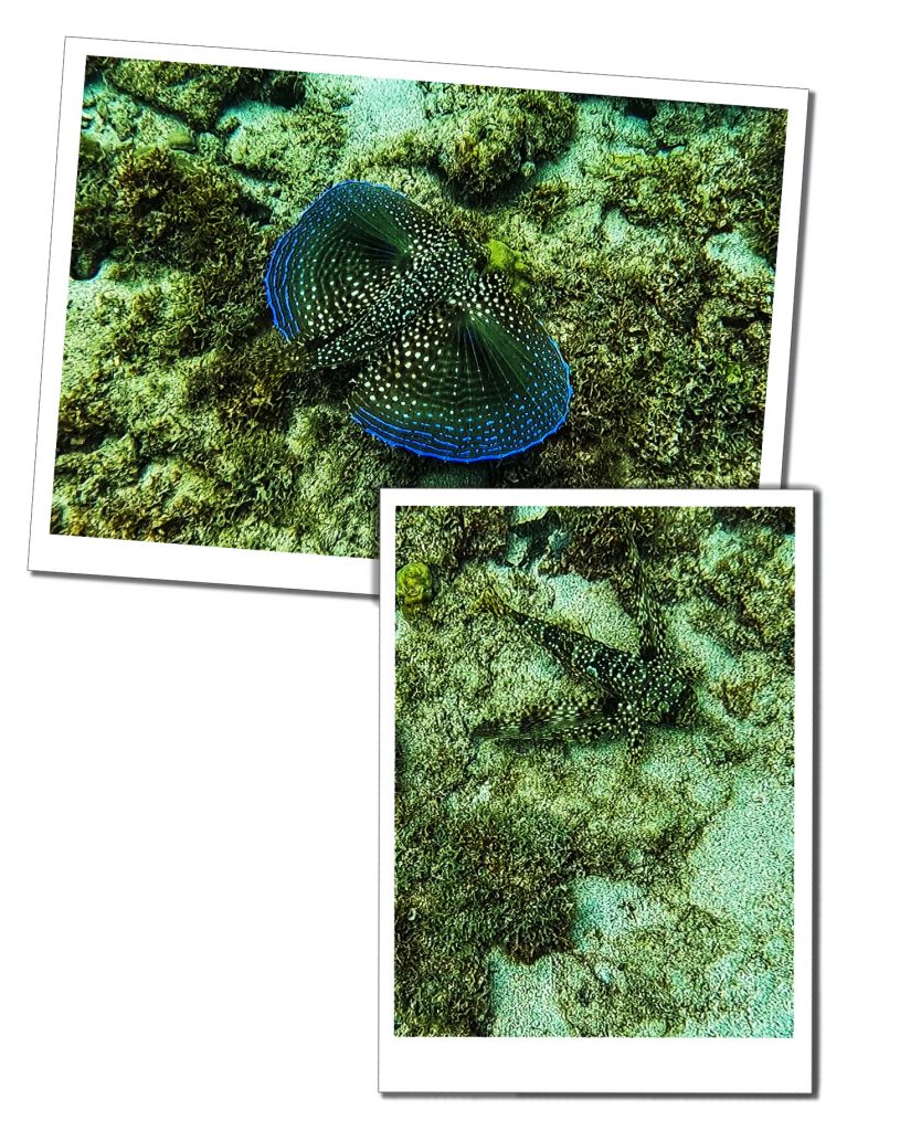 2 pictures of a beautiful blue Winged-Gurnard fish on the sea bed