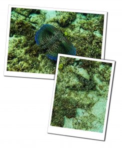 winged gurnard fish, molinere underwater sculpture park grenada 