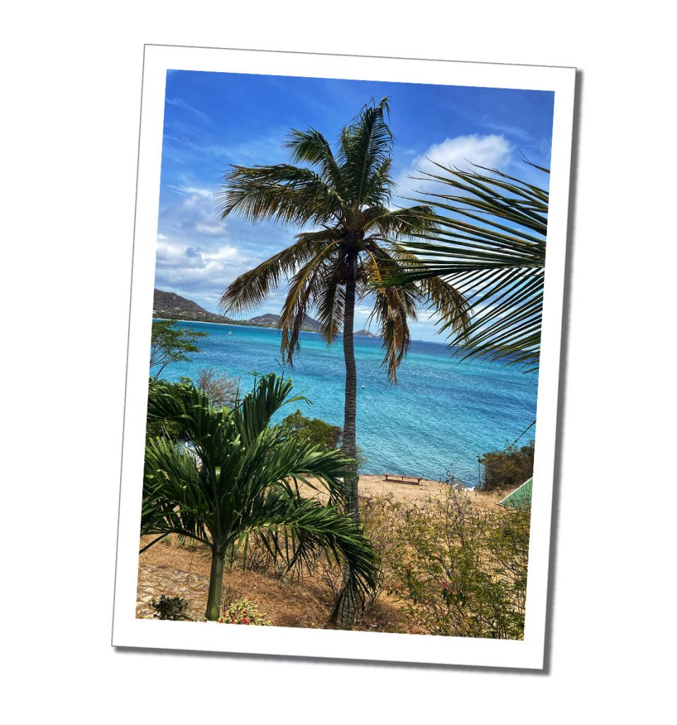 a palm tree on the beach of a caribbean island