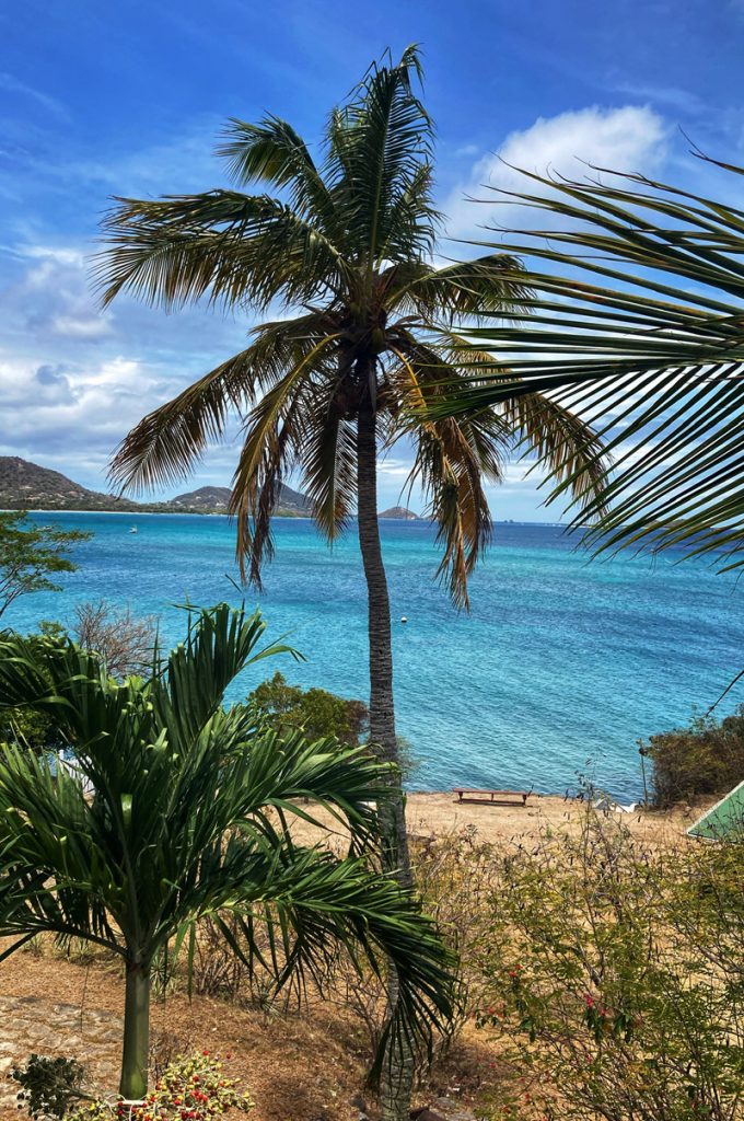 A palm tree blowing in the wind in front of a calm caribbean sea