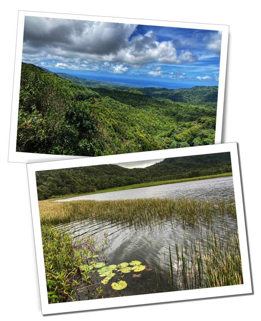 2 views of tropical island scenery one of tree tops and another of a still lake