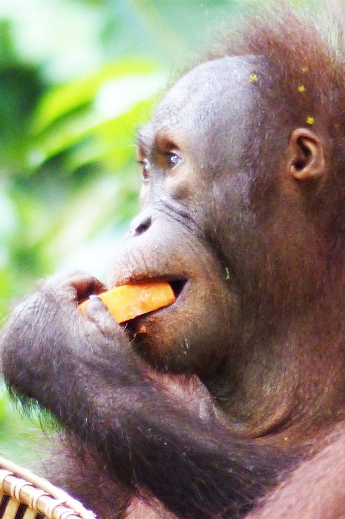 An Orangutang eating an orange