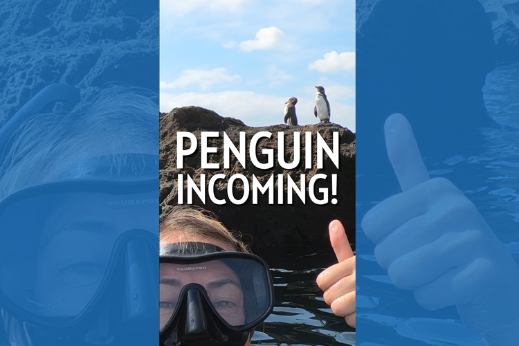 A Woman in a snorkel giving a thumbs up to two penguins on the rock above